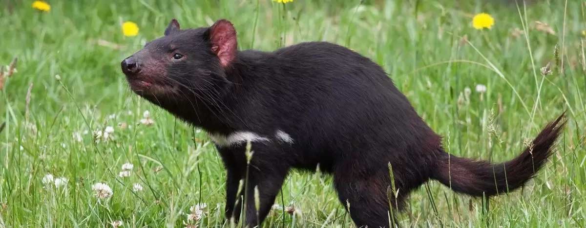 The Fascinating World Of The Tasmanian Devil Everything You Need To